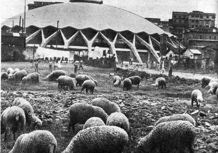 Ganado frente al Palazzetto de Nervi