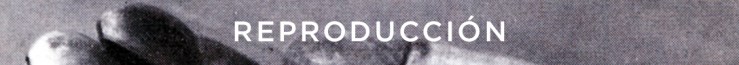 Reproducción
