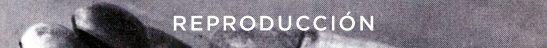 Reproducción
